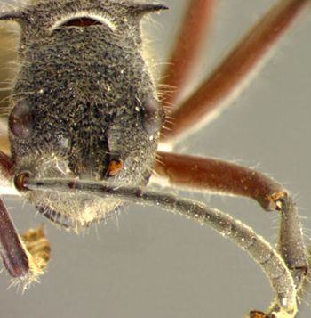 Media type: image; Entomology 21659   Aspect: head frontal view